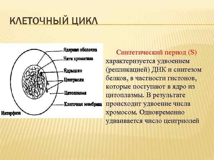 КЛЕТОЧНЫЙ ЦИКЛ Синтетический период (S) характеризуется удвоением (репликацией) ДНК и синтезом белков, в частности