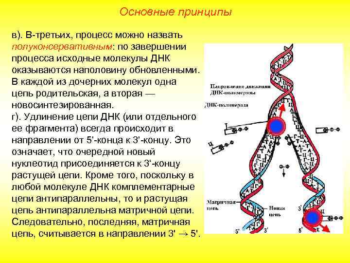      Основные принципы в). В-третьих, процесс можно назвать полуконсервативным: по