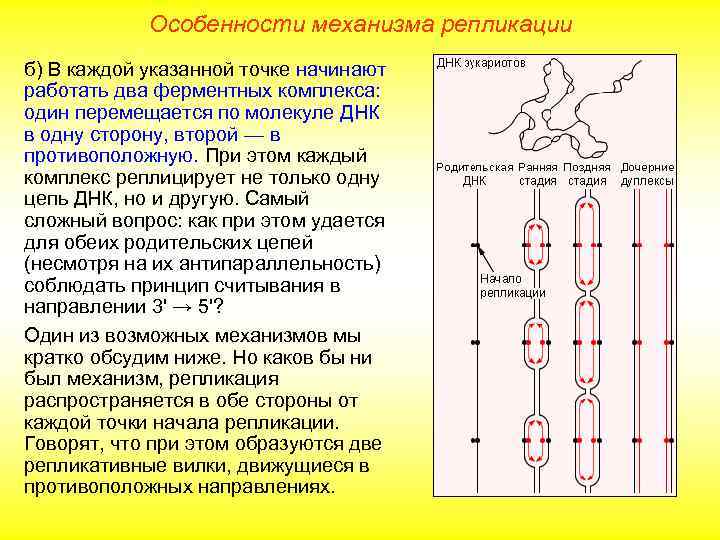   Особенности механизма репликации б) В каждой указанной точке начинают работать два ферментных