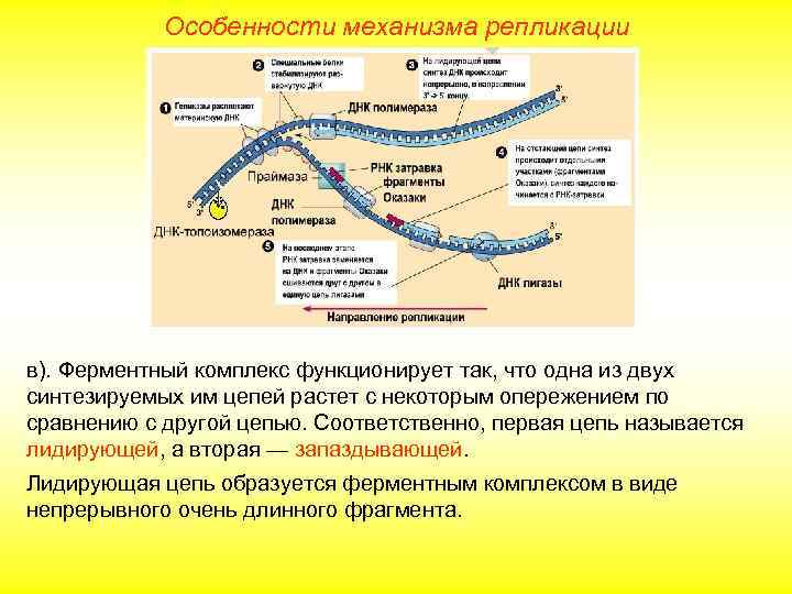   Особенности механизма репликации в). Ферментный комплекс функционирует так, что одна из двух