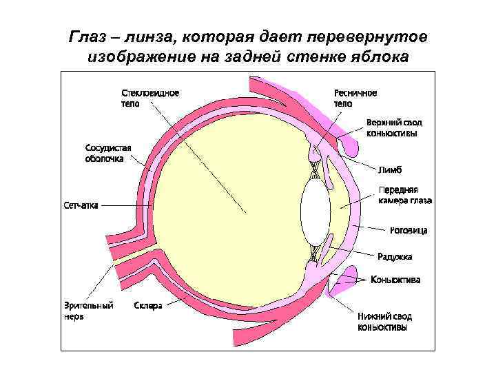 Глаз – линза, которая дает перевернутое изображение на задней стенке яблока 