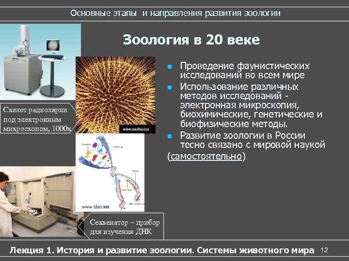 Основные этапы и направления развития зоологии Зоология в Основные этапы и направления развития зоологии Зоология в