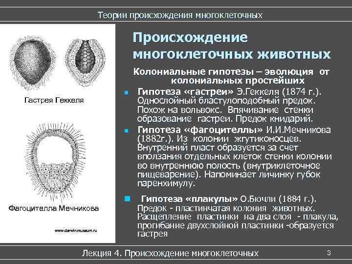 Теории происхождения многоклеточных Происхождение Теории происхождения многоклеточных Происхождение