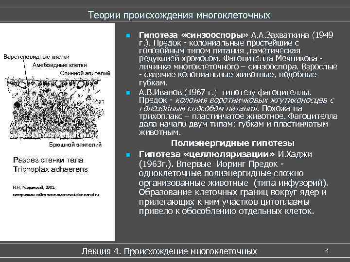 Теории происхождения многоклеточных Теории происхождения многоклеточных