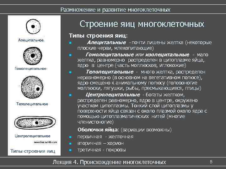 Размножение и развитие многоклеточных Размножение и развитие многоклеточных