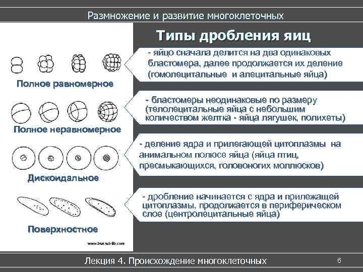 Размножение и развитие многоклеточных Типы Размножение и развитие многоклеточных Типы