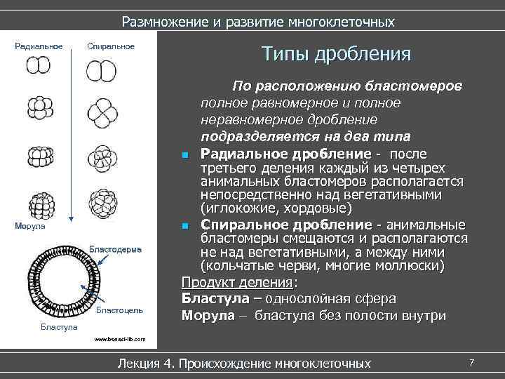 Размножение и развитие многоклеточных Размножение и развитие многоклеточных