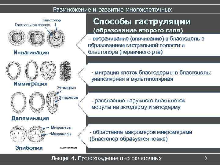 Размножение и развитие многоклеточных Бластопор Гастральная полость Размножение и развитие многоклеточных Бластопор Гастральная полость