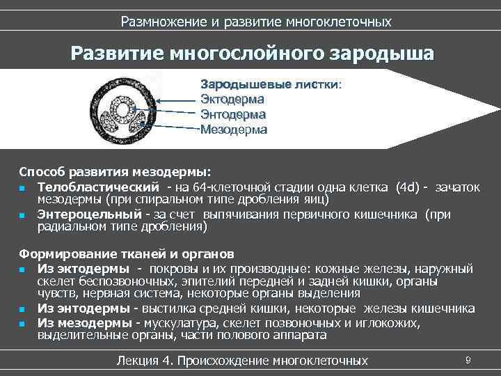 Размножение и развитие многоклеточных Развитие многослойного зародыша Размножение и развитие многоклеточных Развитие многослойного зародыша