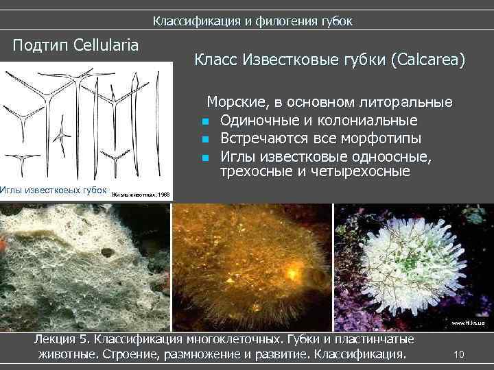        Классификация и филогения губок  Подтип Cellularia