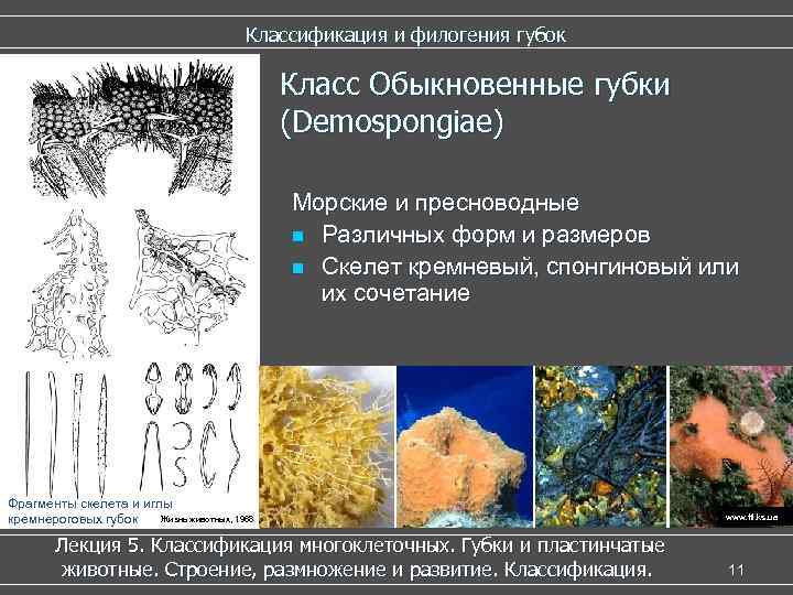        Классификация и филогения губок   