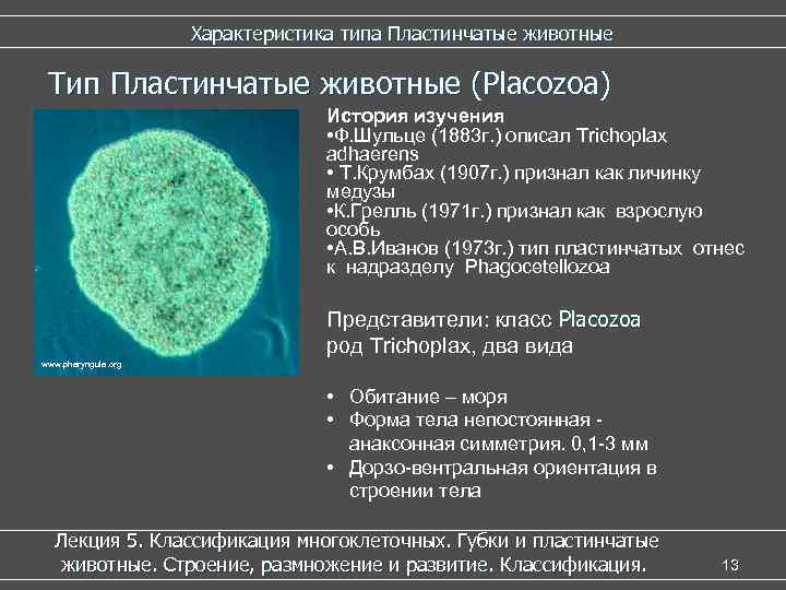      Характеристика типа Пластинчатые животные  Тип Пластинчатые животные (Placozoa)