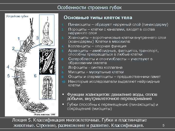        Особенности строения губок Устройсво губки  