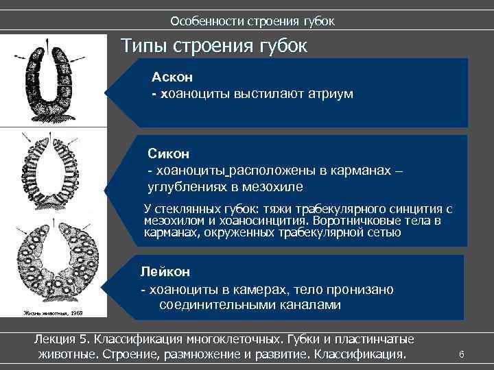      Особенности строения губок     Типы строения