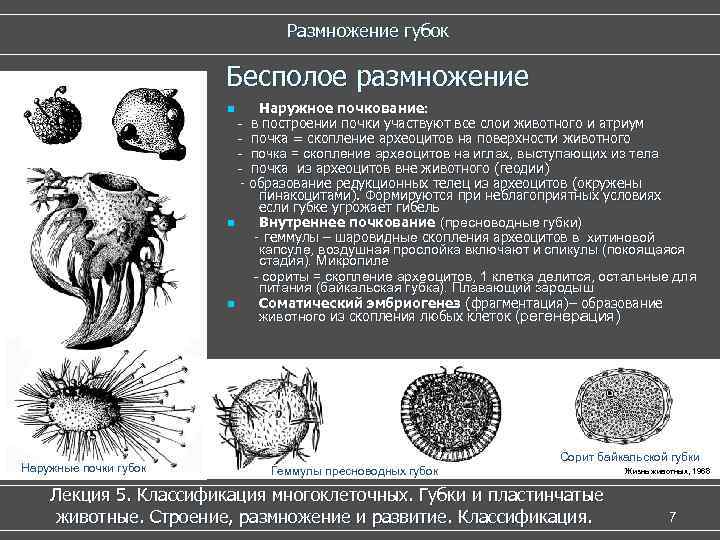       Размножение губок     Бесполое размножение