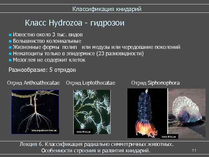  Классификация книдарий Класс Hydrozoa - гидрозои n Известно около 3 тыс. видов n