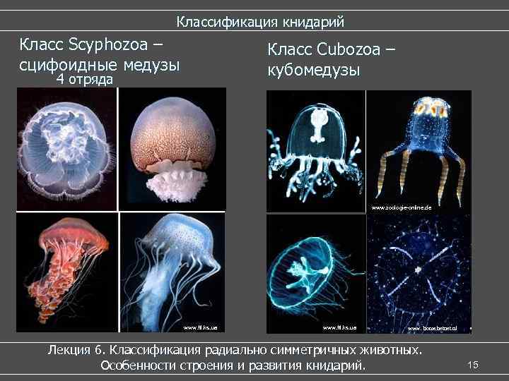  Классификация книдарий Класс Scyphozoa – Класс Cubozoa – сцифоидные медузы кубомедузы 4 отряда