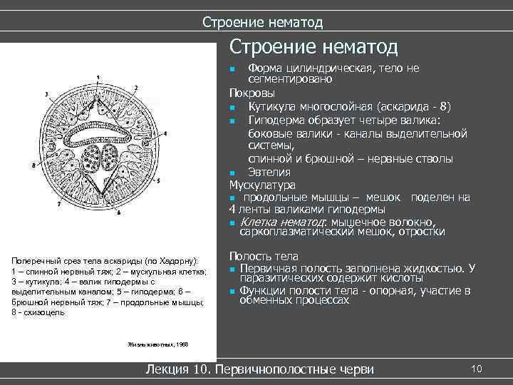      Строение нематод     n  Форма