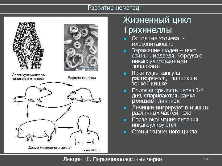 Трихинеллы размер и форма. Стадии жизненного цикла трихинеллы. Стадии жизненного цикла личинки трихинеллы. Жизненный цикл трихинеллы спиральной. Круглые черви трихинелла цикл развития.