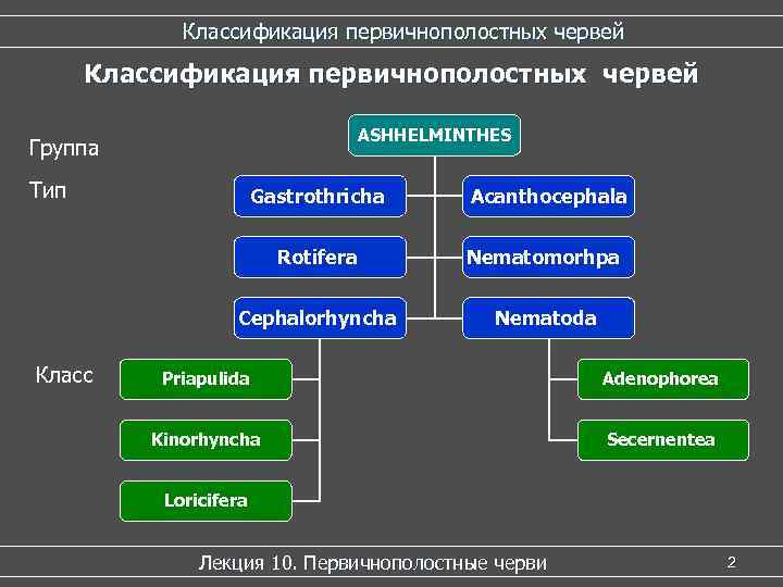 Классификация червей. Классы первичнополостных червей. Классификация червей акантоцефал. Cephalorhyncha систематика. У первичнополостных максимально развито только.