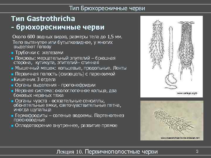     Тип Брюхоресничные черви Тип Gastrothricha - брюхоресничные черви Около 600