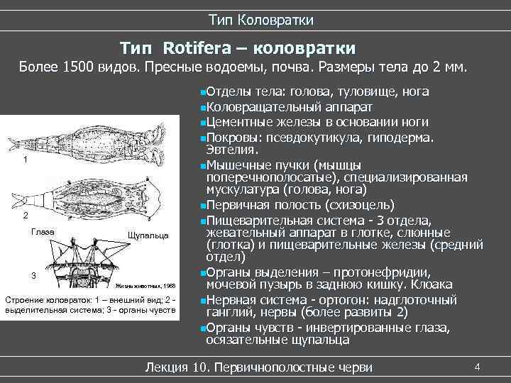      Тип Коловратки     Тип Rotifera –