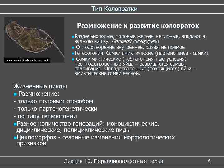      Тип Коловратки       Размножение