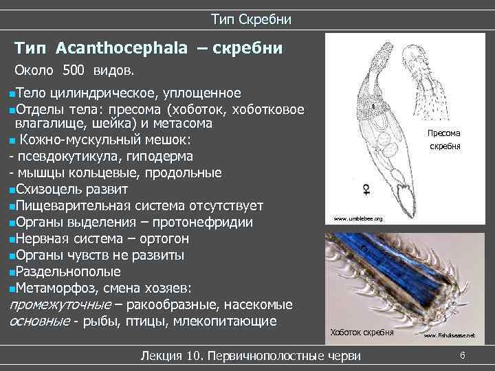      Тип Скребни Тип Acanthocephala – скребни Около 500 видов.