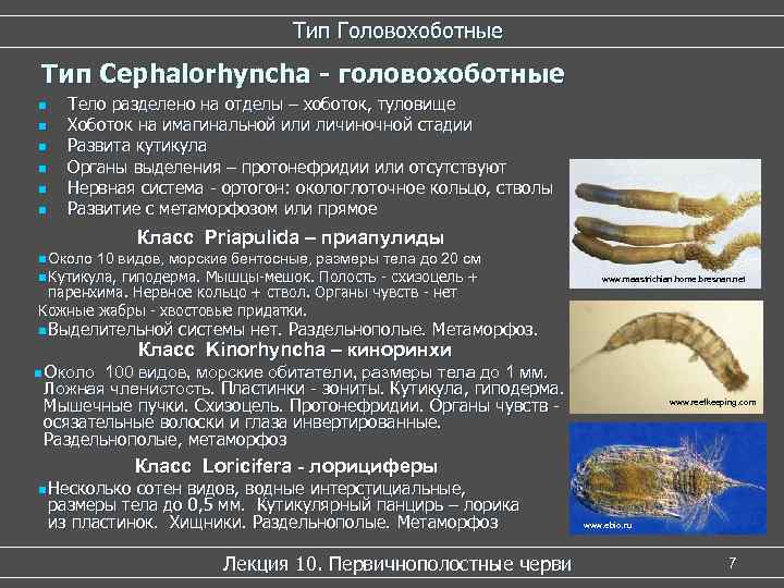        Тип Головохоботные Тип Cephalorhyncha - головохоботные n