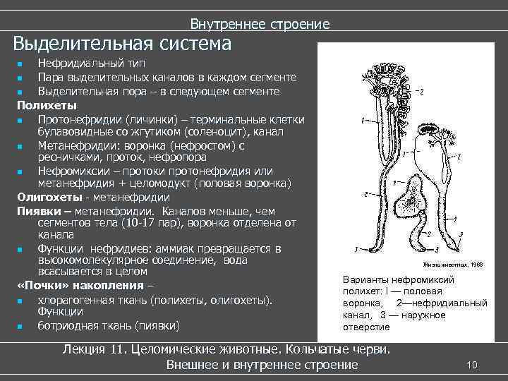  Внутреннее строение Выделительная система n Нефридиальный тип n Пара выделительных каналов в каждом