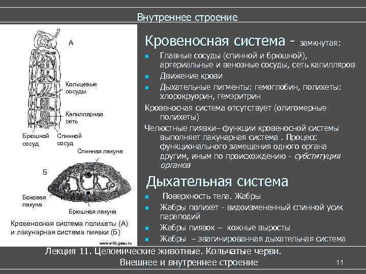  Внутреннее строение А Кровеносная система - замкнутая: n Главные сосуды (спинной и брюшной),