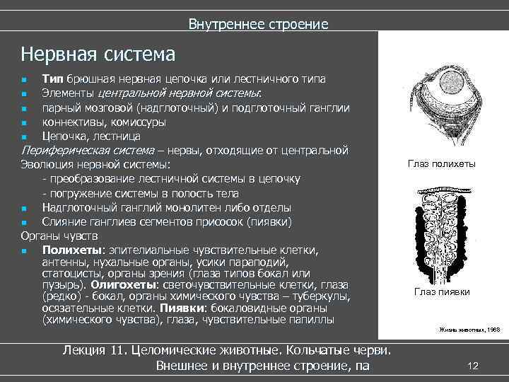  Внутреннее строение Нервная система n Тип брюшная нервная цепочка или лестничного типа n