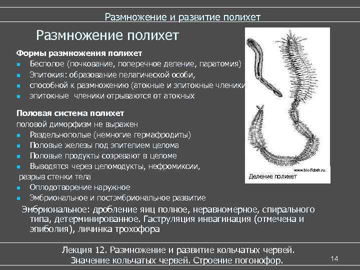  Размножение и развитие полихет Размножение полихет Формы размножения полихет n Бесполое (почкование, поперечное