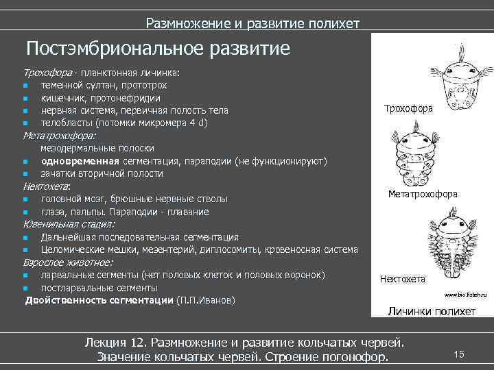  Размножение и развитие полихет Постэмбриональное развитие Трохофора - планктонная личинка: n теменной султан,