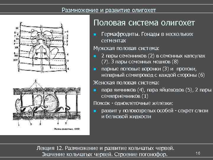  Размножение и развитие олигохет Половая система олигохет n Гермафродиты. Гонады в нескольких сегментах