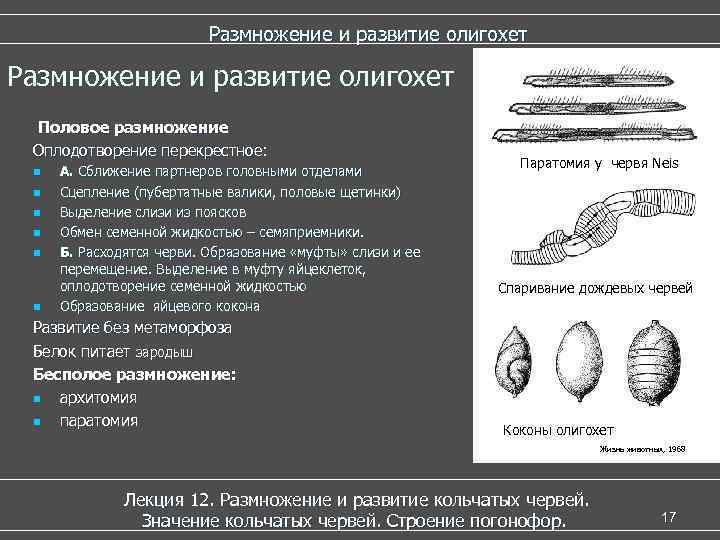  Размножение и развитие олигохет Половое размножение Оплодотворение перекрестное: Паратомия у червя Neis n