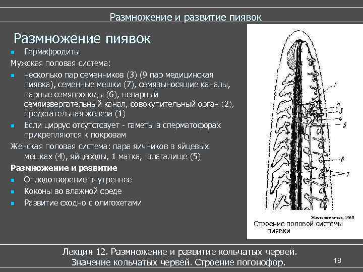  Размножение и развитие пиявок Размножение пиявок n Гермафродиты Мужская половая система: n несколько