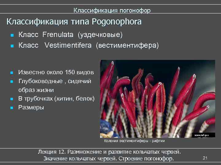  Классификация погонофор Классификация типа Pogonophora n Класс Frenulata (уздечковые) n Класс Vestimentifera (вестиментифера)