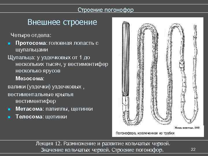  Строение погонофор Внешнее строение Четыре отдела: n Протосома: головная лопасть с щупальцами Щупальца: