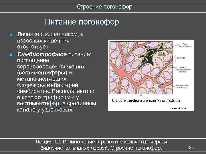  Строение погонофор Питание погонофор n Личинки с кишечником, у взрослых кишечник отсутствует n