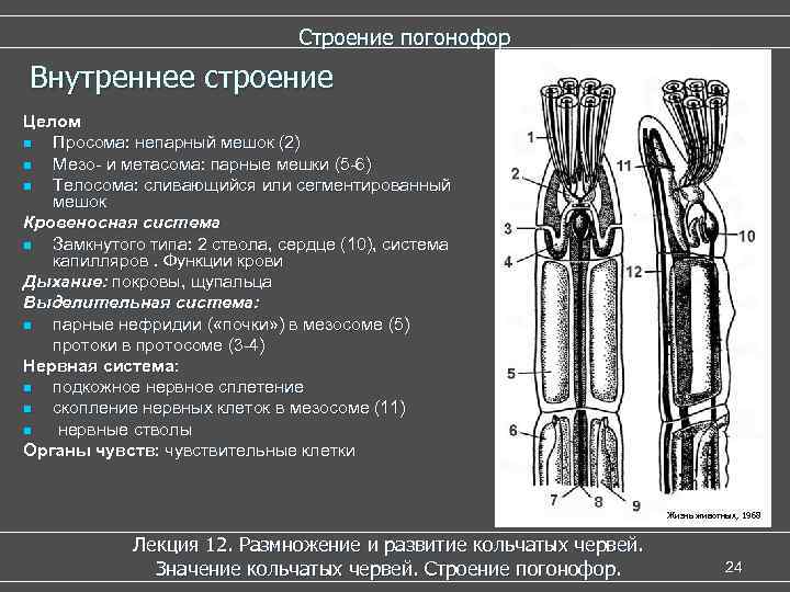  Строение погонофор Внутреннее строение Целом n Просома: непарный мешок (2) n Мезо- и