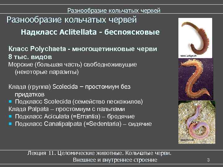  Разнообразие кольчатых червей Надкласс Aclitellata - беспоясковые Класс Polychaeta - многощетинковые черви 8