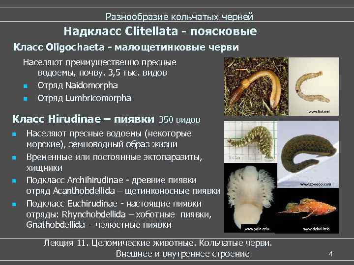  Разнообразие кольчатых червей Надкласс Clitellata - поясковые Класс Oligochaeta - малощетинковые черви Населяют