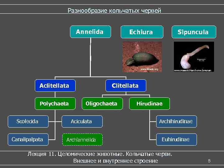  Разнообразие кольчатых червей Аnnelida Echiura Sipuncula www. tolweb. org www. maastrichian. home. bresnan