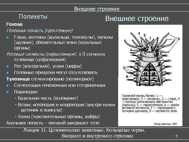  Внешнее строение Полихеты Внешнее строение Голова Головная лопасть (простомиум) n Глаза, антенны (щупальца,