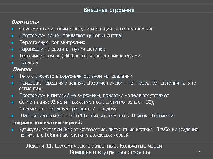  Внешнее строение Олигохеты n Олигомерные и полимерные, сегментация чаще гомономная n Простомиум лишен