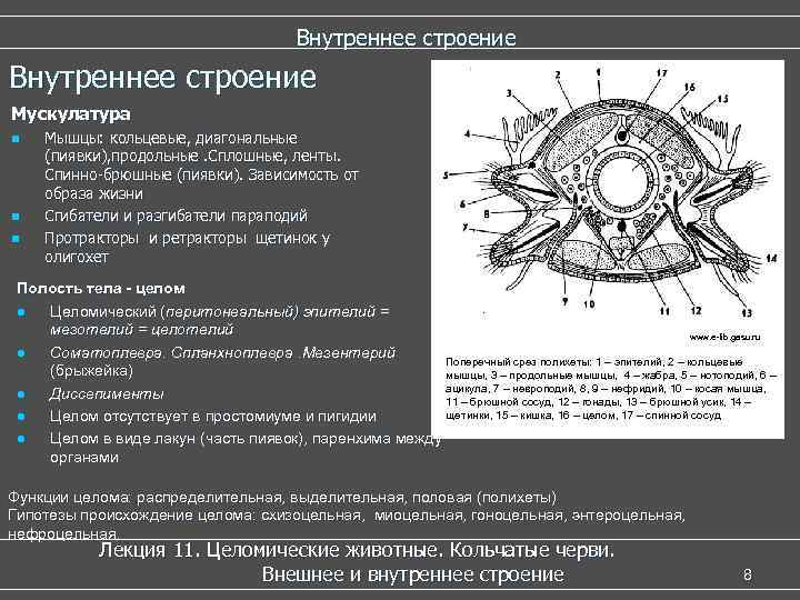  Внутреннее строение Мускулатура n Мышцы: кольцевые, диагональные (пиявки), продольные. Сплошные, ленты. Спинно-брюшные (пиявки).