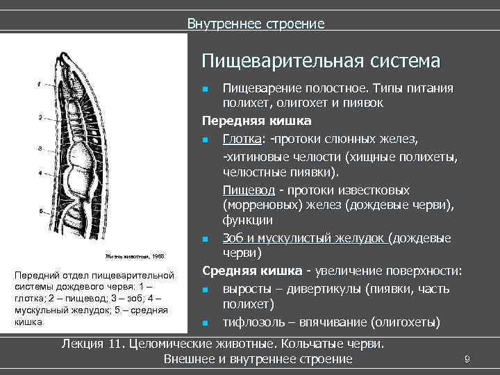  Внутреннее строение Пищеварительная система n Пищеварение полостное. Типы питания полихет, олигохет и пиявок