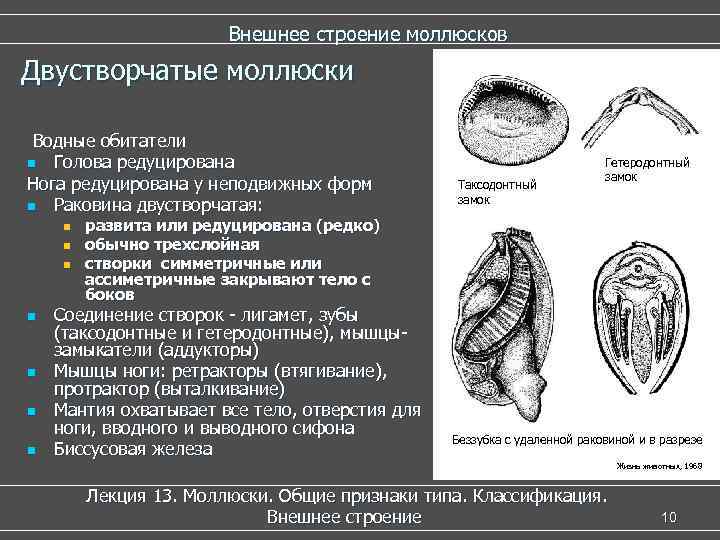 Контагиозный моллюск на крайней плоти фото