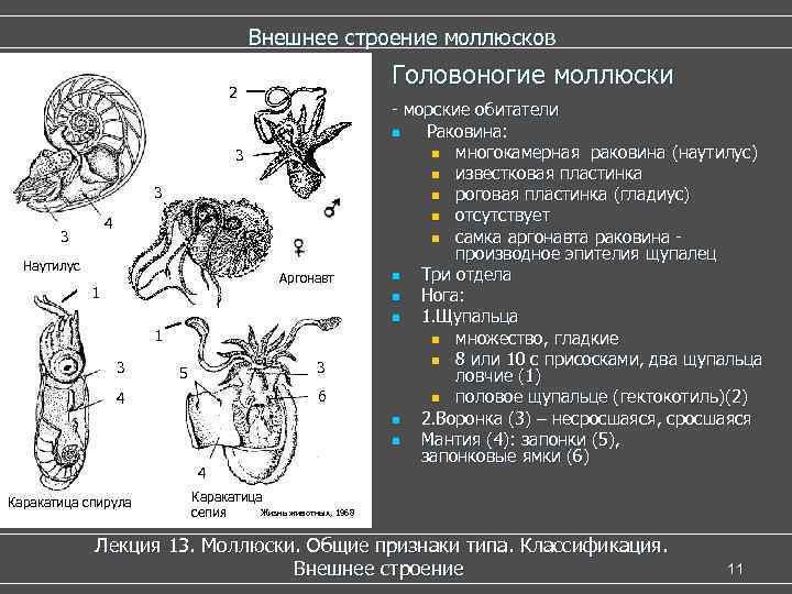      Внешнее строение моллюсков      Головоногие